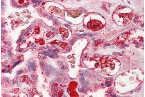 Anti-Complement C3/C3c antibody IHC staining of human placenta. (Complement C3c antibody)