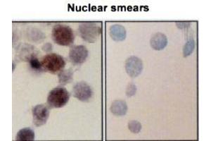 Immunocytochemistry/Immunofluorescence analysis using Mouse Anti-Hsp70 Monoclonal Antibody, Clone BB70 . (HSP70/HSC70 antibody  (Atto 594))