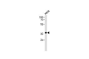 AKR1C3 Antibody (Center) (ABIN655603 and ABIN2845087) western blot analysis in Hela cell line lysates (35 μg/lane). (AKR1C3 antibody  (AA 107-135))