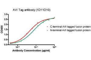 ELISA analysis of N-terminal and C-terminal AVI-tagged fusion proteins using ABIN1574261 (Avi-Tag antibody)
