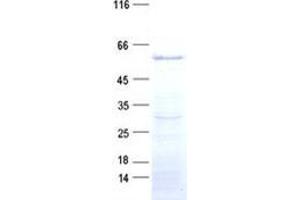 Validation with Western Blot (ZNF454 Protein (His tag))