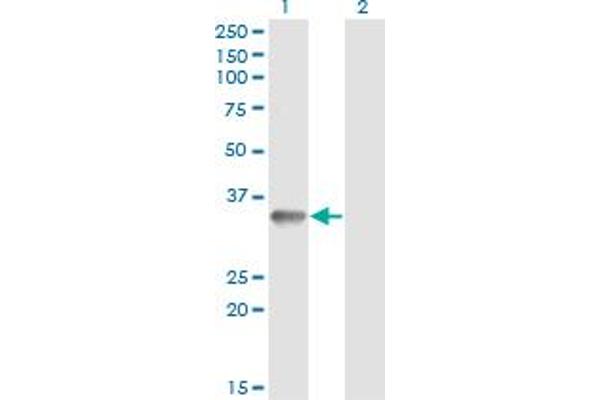 RNF212 antibody  (AA 133-232)