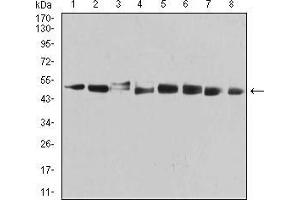 PSMC3 antibody  (AA 53-152)
