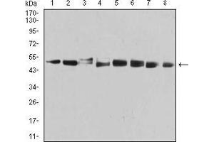 PSMC3 Antikörper  (AA 53-152)