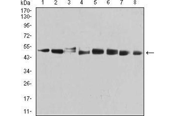 PSMC3 anticorps  (AA 53-152)