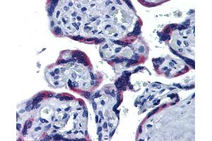Anti-ERP44 / TXNDC4 antibody IHC of human placenta. (ERP44 antibody  (AA 30-407))