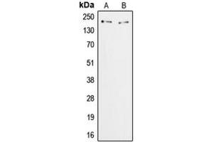 Western blot analysis of ZFP106 expression in HeLa (A), COS7 (B) whole cell lysates. (ZFP106 antibody  (C-Term))