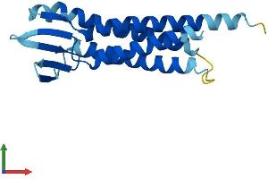 AlphaFold protein structure predicition of Human Recombinant LIM2 Protein, UniprotID P55344 (LIM2 Protein (AA 1-173) (His tag))