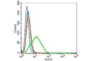 RSC96 cells probed with	CD9/MRP-1 Polyclonal Antibody, Unconjugated  ) at 0. (CD9 antibody  (AA 101-200))