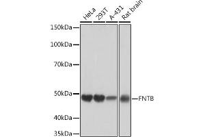 Western blot analysis of extracts of various cell lines, using FNTB Rabbit mAb (ABIN1680761, ABIN3016316, ABIN3016317 and ABIN7101479) at 1:1000 dilution. (FNTB antibody)