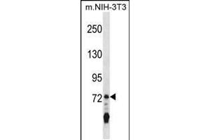 Western blot analysis in mouse NIH-3T3 cell line lysates (35ug/lane). (IL17RA antibody  (C-Term))