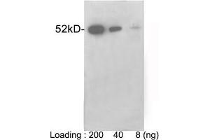 Loading: VSV-G tag fusion protein expressed in E. (VSV-g Tag antibody)
