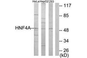 Western blot analysis of extracts from HepG2/HeLa/293 cells, using HNF4 alpha/gamma Antibody. (HNF4 alpha/gamma antibody  (AA 91-140))