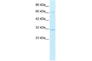 WB Suggested Anti-DBP Antibody Titration: 0. (DBP antibody  (Middle Region))