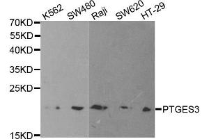 Western Blotting (WB) image for anti-Prostaglandin E Synthase 3 (Cytosolic) (PTGES3) antibody (ABIN1876513) (PTGES3 antibody)