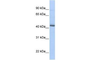 WB Suggested Anti-SRFBP1 Antibody Titration:  0. (SRFBP1 antibody  (N-Term))