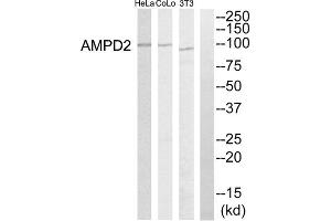 Western blot analysis of extracts from HeLa cells, NIH-3T3 cells and COLO205 cells, using AMPD2 antibody. (AMPD2 antibody  (Internal Region))