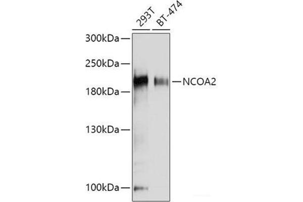 NCOA2 antibody