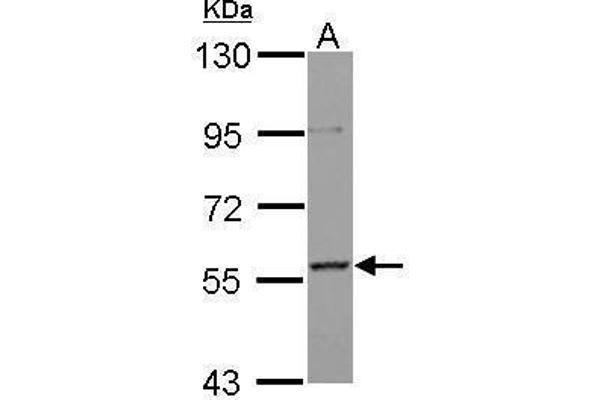 AF9 antibody  (Center)
