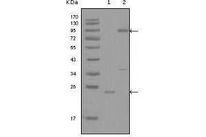 Western blot analysis using YES1 mouse mAb against truncated YES1-His recombinant protein (1) and full-length GFP-YES1(aa1-543) transfected COS7 cell lysate (2).