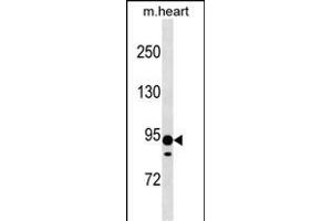 XYLT2 Antibody (N-term) (ABIN1539270 and ABIN2838180) western blot analysis in mouse heart tissue lysates (35 μg/lane). (XYLT2 antibody  (N-Term))