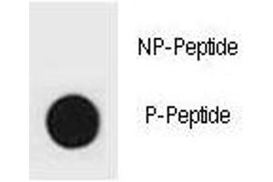 Dot Blot (DB) image for anti-Cyclin-Dependent Kinase Inhibitor 1B (p27, Kip1) (CDKN1B) (pSer83) antibody (ABIN3030630)