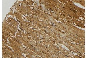 ABIN6274735 at 1/100 staining Mouse muscle tissue by IHC-P. (MRPL21 antibody  (Internal Region))