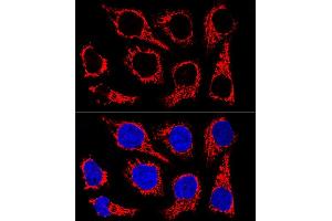 Immunofluorescence (IF) image for anti-Mitochondrial Import Receptor Subunit TOM20 homolog (TOMM20) (AA 20-145) antibody (ABIN7268554)