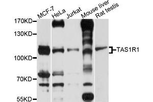 Western blot analysis of extracts of various cell lines, using TAS1R1 antibody (ABIN4905369) at 1:1000 dilution. (TAS1R1 antibody)