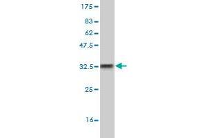 Western Blot detection against Immunogen (32. (CXCR5 antibody  (AA 1-55))