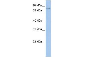 WB Suggested Anti-NSUN2 Antibody Titration:  0. (NSUN2 antibody  (C-Term))
