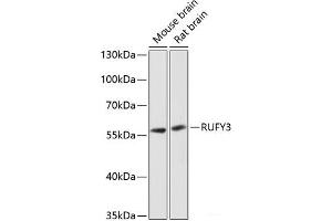 Western blot analysis of extracts of various cell lines using RUFY3 Polyclonal Antibody at dilution of 1:3000. (RUFY3 antibody)