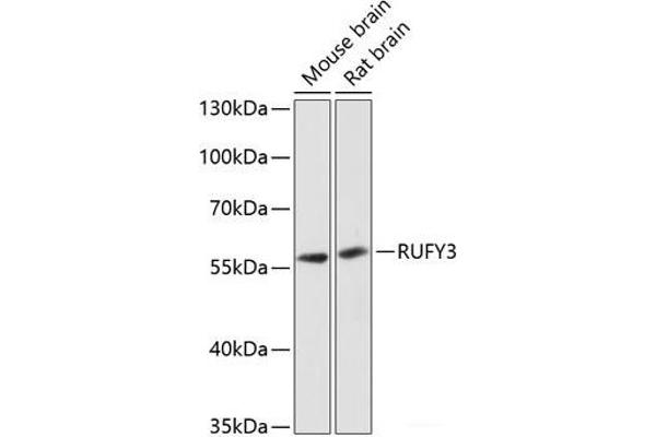 RUFY3 antibody
