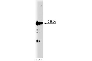 Western Blotting (WB) image for anti-Syntaxin Binding Protein 1 (STXBP1) (AA 18-1) antibody (ABIN967911) (STXBP1 antibody  (AA 18-1))