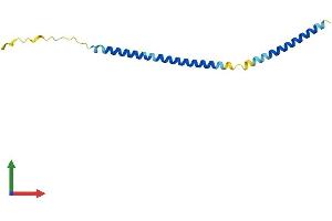 AlphaFold protein structure predicition of Human Recombinant MRFAP1L1 Protein, UniprotID Q96HT8 (MRFAP1L1 Protein (AA 1-127) (His tag))