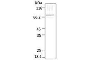 PfHsp70, malarial parasite lysate. (HSP70 antibody  (AA 365-681))