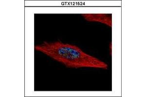 Image no. 2 for anti-Hexamthylene Bis-Acetamide Inducible 2 (HEXIM2) (AA 1-264) antibody (ABIN1498643) (HEXIM2 antibody  (AA 1-264))