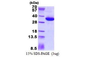 Image no. 1 for mRNA Turnover 4 Homolog (MRTO4) (AA 1-239) protein (His tag) (ABIN1098405)