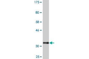 Western Blot detection against Immunogen (35.