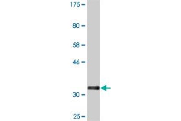 PLSCR3 antibody  (AA 74-165)