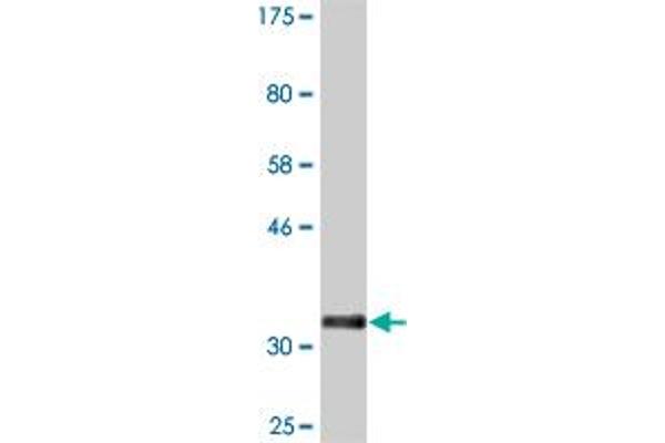 PLSCR3 antibody  (AA 74-165)