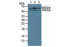 Figure. (Sonic Hedgehog antibody  (AA 36-193))