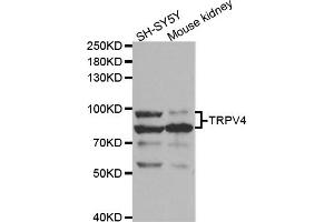 Western blot analysis of extracts of various cell lines, using TRPV4 antibody (ABIN5973304) at 1/1000 dilution. (TRPV4 antibody)