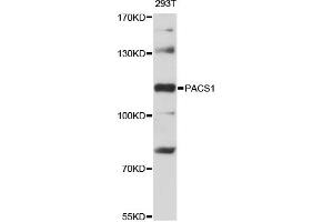 Western blot analysis of extracts of 293T cells, using PACS1 antibody (ABIN6293905) at 1:3000 dilution. (PACS1 antibody)