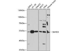 Western blot analysis of extracts of various cell lines, using SMYD3 antibody (ABIN7270260) at 1:3000 dilution. (SMYD3 antibody  (AA 50-150))