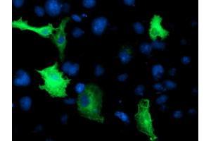 Anti-CCM2 mouse monoclonal antibody (ABIN2454978) immunofluorescent staining of COS7 cells transiently transfected by pCMV6-ENTRY CCM2 (RC201418). (CCM2 antibody)