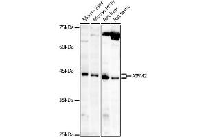 Western blot analysis of extracts of various cell lines, using /AMID antibody (ABIN6129888, ABIN6136678, ABIN6136679 and ABIN6215707) at 1:1000 dilution. (AIFM2 antibody  (AA 1-373))