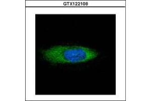 Image no. 2 for anti-Heat Shock Protein 70kDa Family, Member 13 (HSPA13) (AA 204-423) antibody (ABIN1498740) (HSPA13 antibody  (AA 204-423))