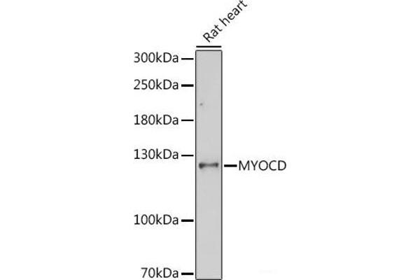 Myocardin antibody
