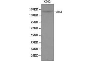 Western Blotting (WB) image for anti-Mitogen-Activated Protein Kinase Kinase Kinase 5 (MAP3K5) antibody (ABIN1873617) (ASK1 antibody)